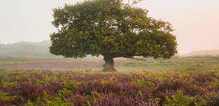 A tree in the depth of heather in the New Forest