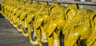 elephants