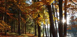Stock image of trees