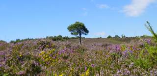 Lonely tree amongst heather in the New Forest