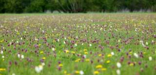 Field of fritillaries