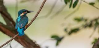 Visit Ottery St Mary wild at heart