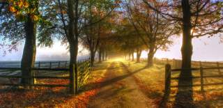 The sun rises behind a tree-lined lane, the ground is scattered with fallen leaves in a rainbow of colours and the surrounding fields are cloaked in the morning mist