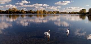 Two swans glide across a still lake, which reflects the blue sky and a few clouds. In the distance, trees border the lake.