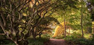 Dappled sunlight glows through autumnal trees at Batsford Arboretum