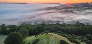 Honiton
