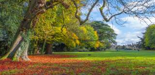 Fallen leaves are scattered across the ground under a large tree in Cirencester Park