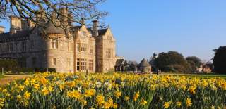 Beaulieu museum grounds spring daffodils in bloom