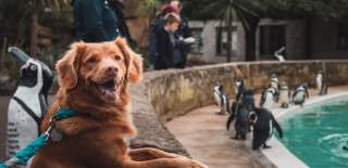 Dog standing against the penguin enclosure at Cotswold Wildlife Park