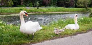 Two swans and three cygnets at Hilsea Lines