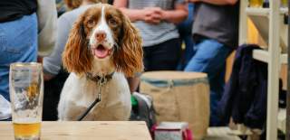 Spaniel sat at table with empty pint glass on table