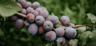 Photograph of plums growing on a tree