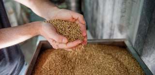A person holding raw ingredients at a microbrewery