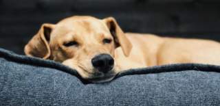 A yellow dog sleeping on a grey pillow - Credit TJ Kolesnik