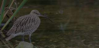 A curlew wades at the edge of a lake at Cotswold Lakes