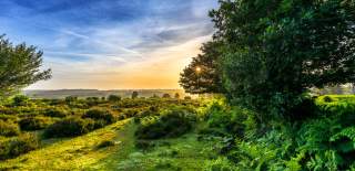 Sunset behind a tree across landscape in the New Forest