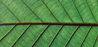 Close up detail of a leaf
