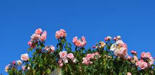 Pink flowers in bloom against a bright blue sky at Southsea Rose Gardens