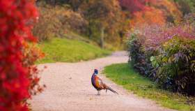 Pheasant standing in between tress with red autumnal colours at Leonardslee Gardens, Sussex