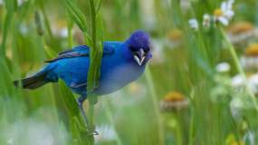 The Indigo Bunting is a migratory bird that can be found around Knoxville during parts of the year.