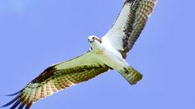 In addition to songbirds, you may be luck enough to spot larger birds like the Osprey when bird-watching in Knoxville.