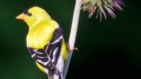 An American Goldfinch perches on a thistle flower.