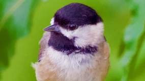 The Black-Capped Chickadee is typically found in higher elevations in Tennessee.