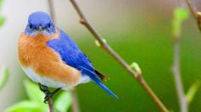 An Eastern Bluebird and House Finch pose for a picture in Knoxville.