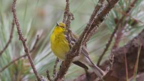 A Tennessee Warbler in a pine tree near Knoxville, TN