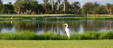 A white heron standing next to a small body of water on a golf course