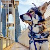 A dog on the Clifton Suspension Bridge in West Bristol