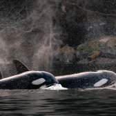 Two orcas breaching.