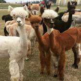 A small herd of inquisitive alpacas
