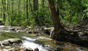 rattle snake run