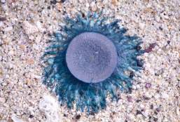 Coastal Cryptids