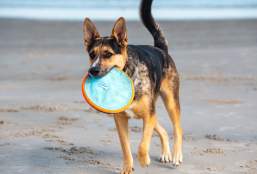 Dog-Friendly Beaches in Port Aransas