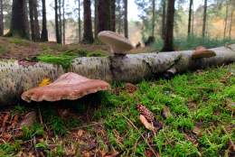 Fungi Blog