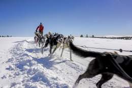 Hundekjøring i full fart med Sjusjøen Husky Tours