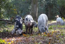 Pannage Pigs - Rachael 2023