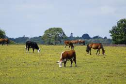 New Forest Ponies and Cows grazing in the New Forest