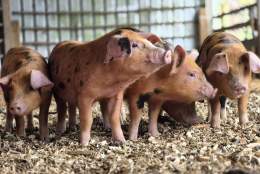 Piglets at Hockey's Farm