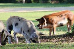 Pigs snuffling acorns under a tree in the New Forest