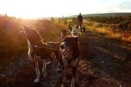 Hundekjøring på høsten med Sjusjøen Husky Tours