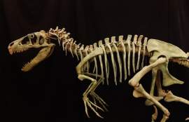 Fossil of a utahraptor exhibited at Utahraptor State Park
