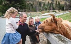 Highland Cattle at Walter Peak Farm