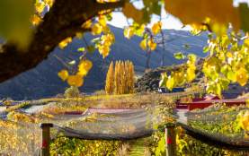 Gibbston Valley Vines in Autumn