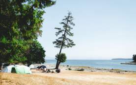 Tents and campers set up along a sunny shoreline with a tall tree and calm ocean in the background.
