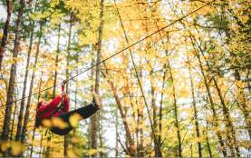 A person in a red sweater ziplines through a forest of bright yellow autumn trees.