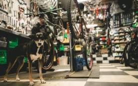 A dog looking at the camera as a man repairs a bike behind them.