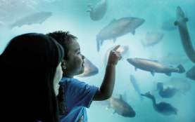 Mum and son looking at ducks, fish and eels in an underwater observatory